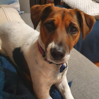 ginny mobile app developer australia