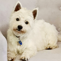 taffy app development australia